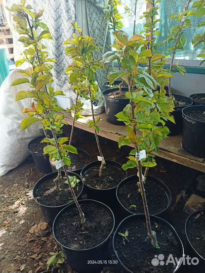 Черевишня(Дюк)