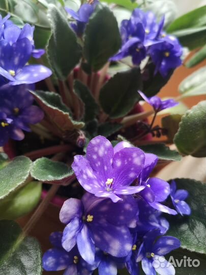 Комнатные цветы фиалки
