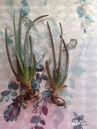 Отростки алое, толстянки (денежного дерева)