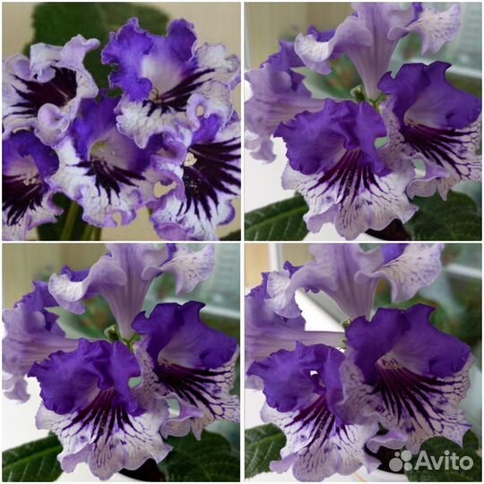 Стрептокарпус сортовой