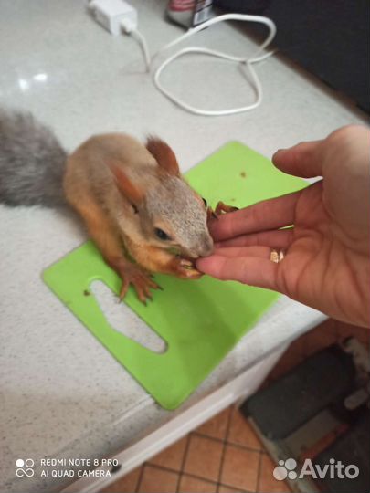 Белка домашняя (выкормыш)