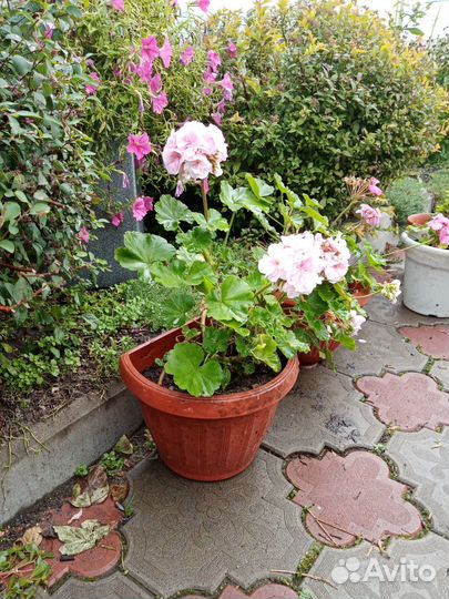 Герань разная