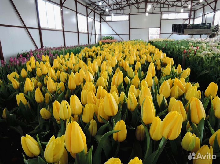 Тюльпаны опт разные цвета