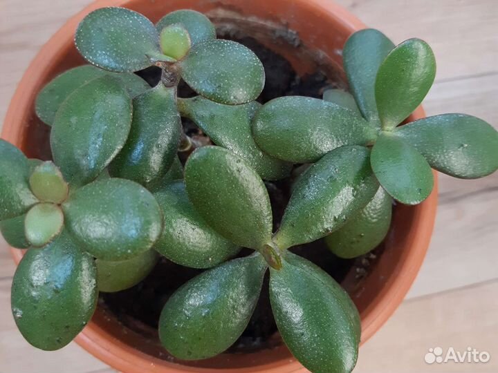 Толстянка крассула/Денежное дерево