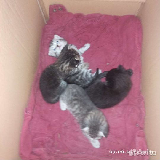 Кошки бесплатно