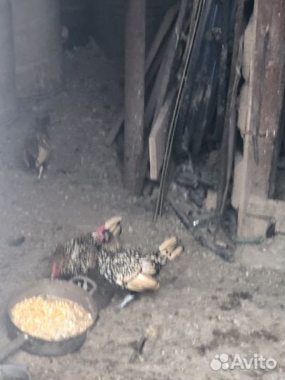 Продам петушка сибрайта