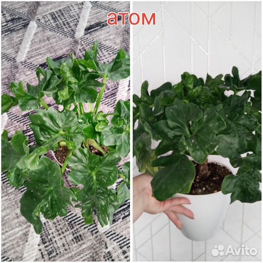 Филодендроны взрослые