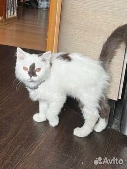 Найдена кошка