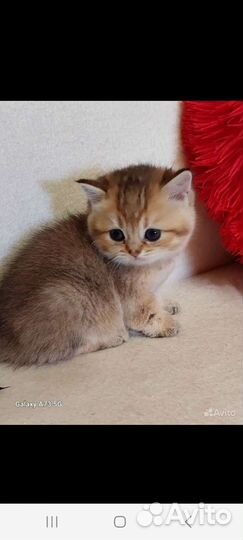 Британская шиншилла