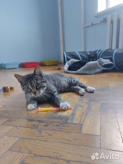 Передержка кошек/ передержка кошек с лейкозом