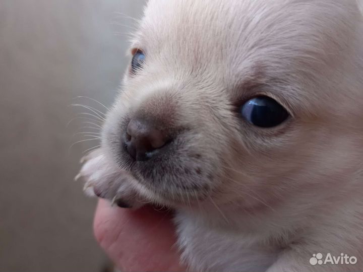 Щенки чихуаху