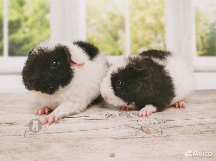 Морская свинка американский тедди