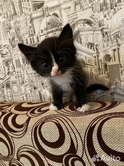 Котята