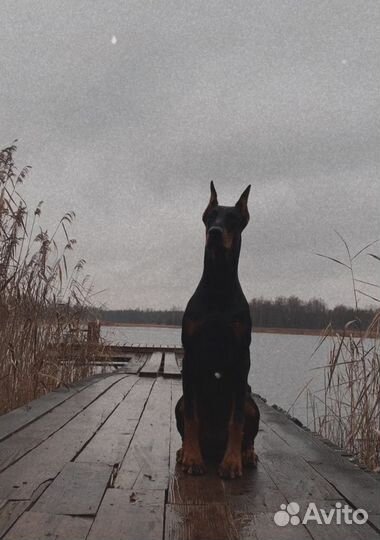 Выгул собак