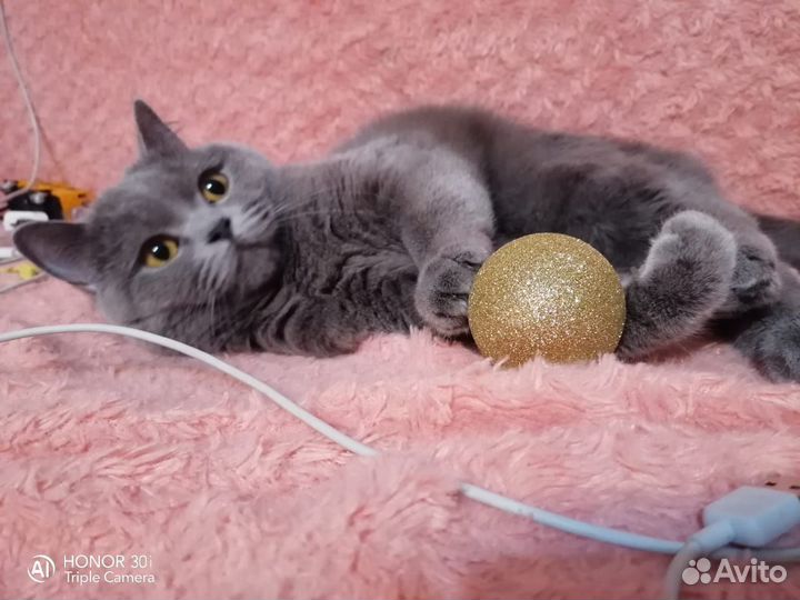 Британская короткошерстная кошка