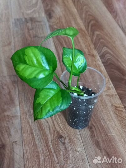 Комнатные растения цветы