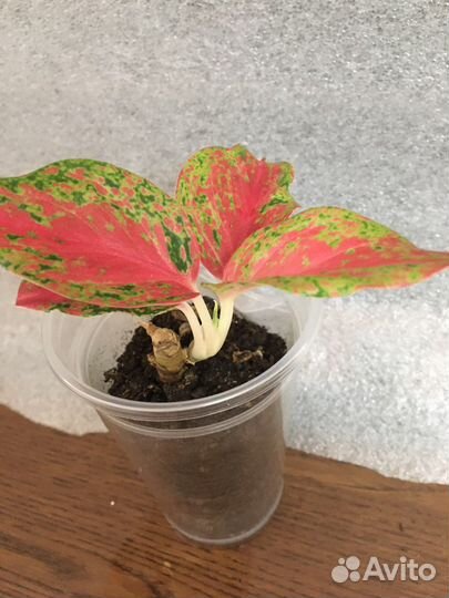 Аглаонемы тайские