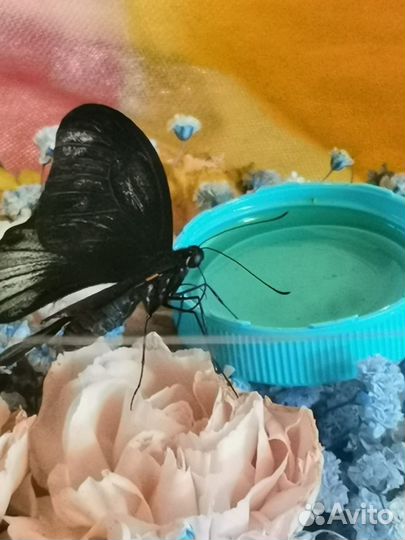 Ферма-бабочек