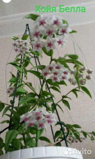 Хойя Матильда, Карноза, Белла, Кримсон Квин