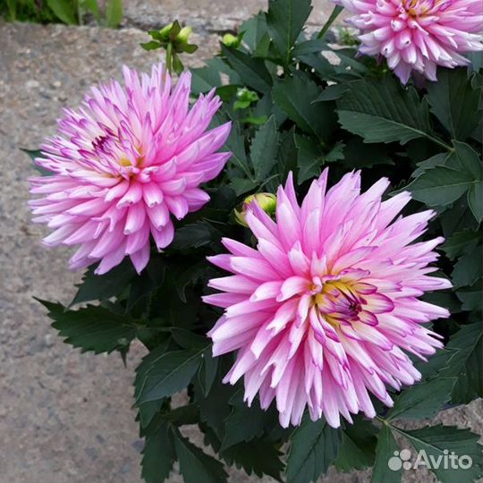 Многолетние растения для сада