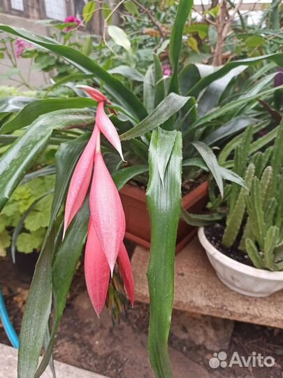 Бильбергия