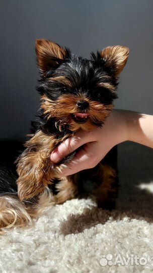 Йоркширский терьер