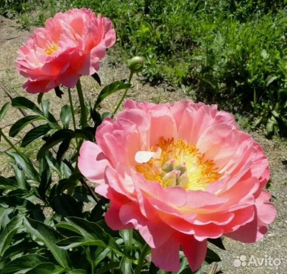 Корни пионов оптом. Голландия