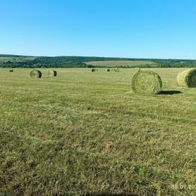 Сено в рулонах (люцерна) 2024