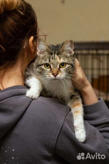 Возьми меня из приюта