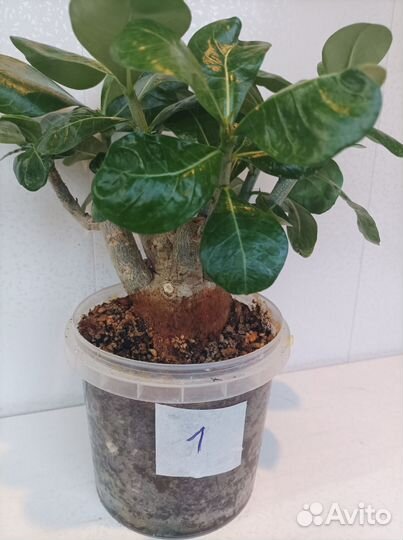 Комнатные цветы