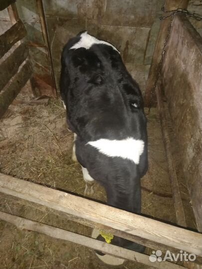 Телята, бычки