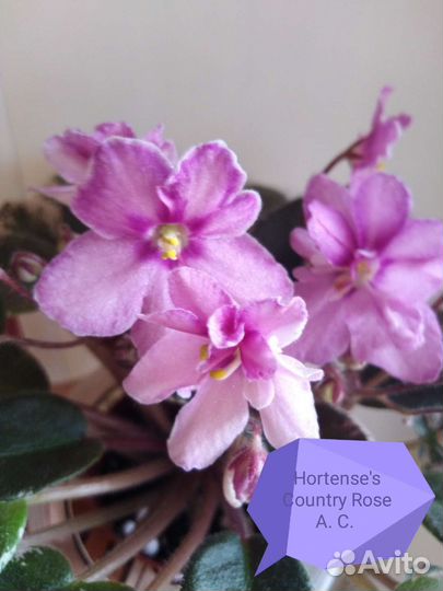 Детки сортовых фиалок