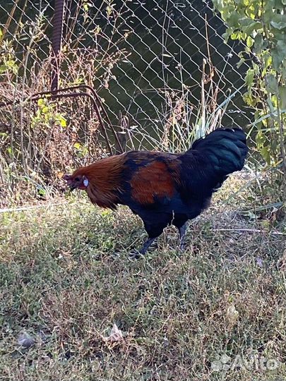 Петухи молодые