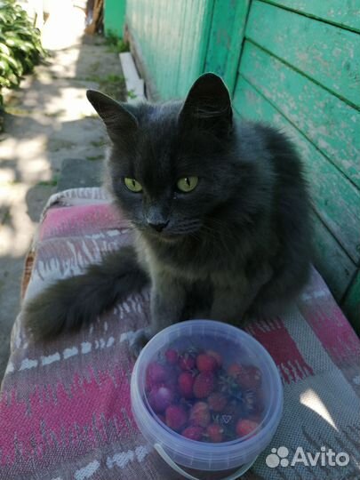 Кошка Мура
