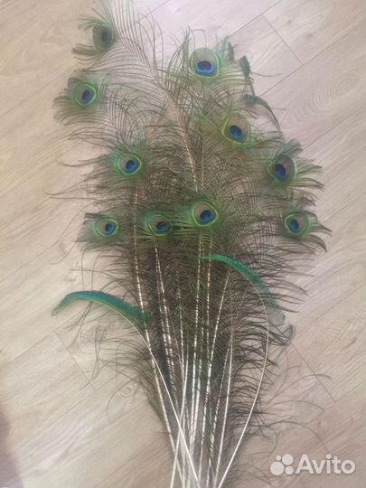 Перо павлина