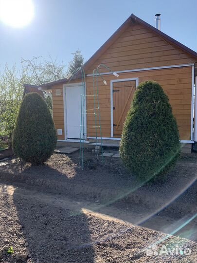 Туи на самовывоз