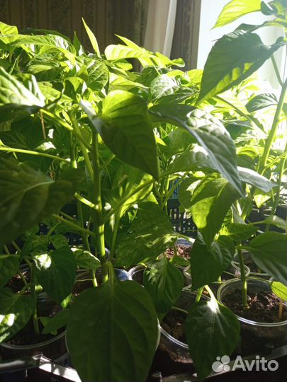 Рассада помидор, перцев и баклажанов