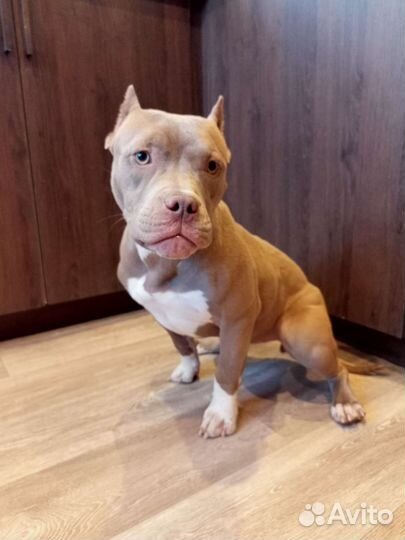 Американский булли