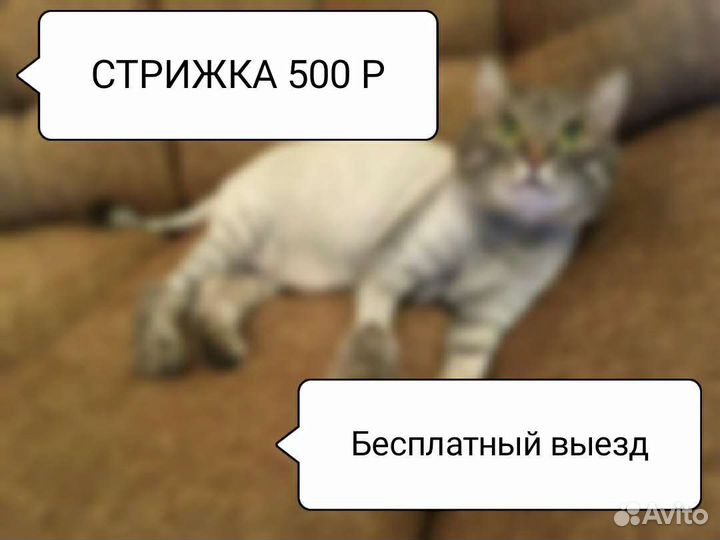 Стрижка кошек с выездом на дом Челябинск/Коркино