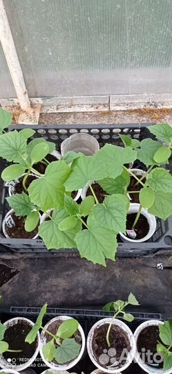 Рассада огурцов, томатов, перца