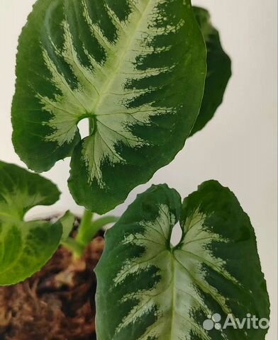 Сингониум Wendlandii White Center