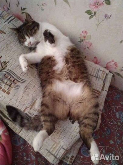 Кошка мышеловка