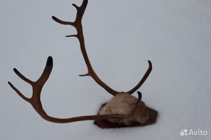 Рога оленя