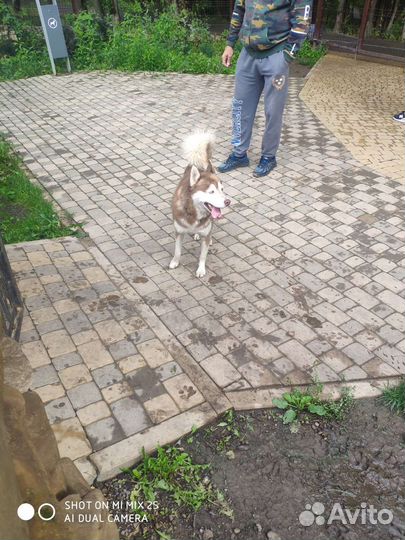 Хаски