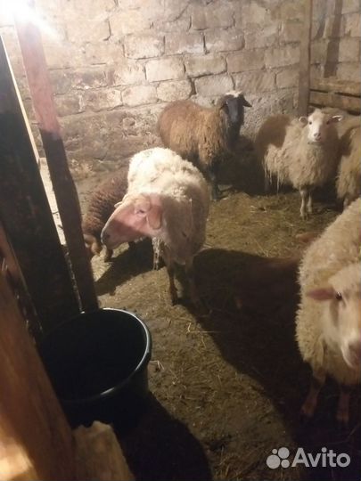 Овцы бараны ягнята