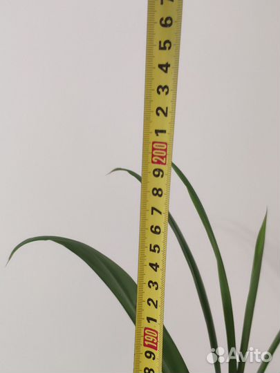 Кордилина 2 метра с горшком (декоративная пальма)