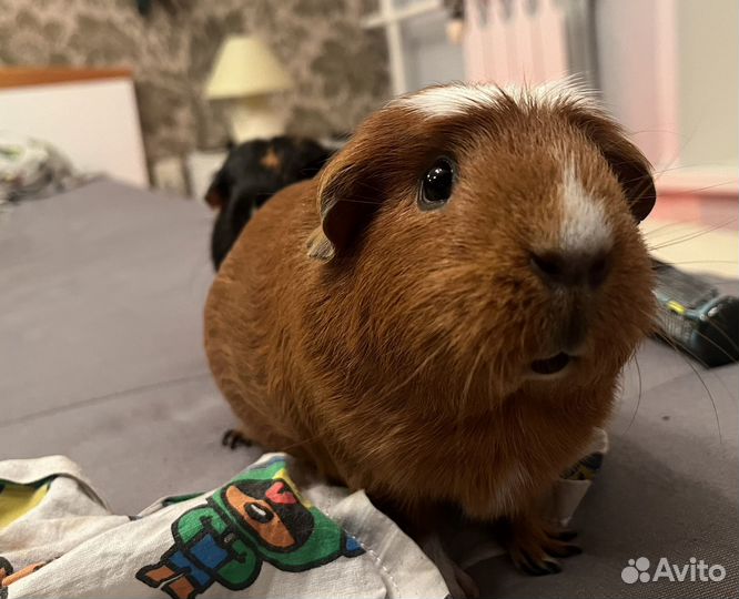 Морские свинки с витриной