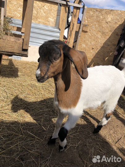 Козы и козлята камори, камерунские