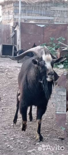 Козел на племя