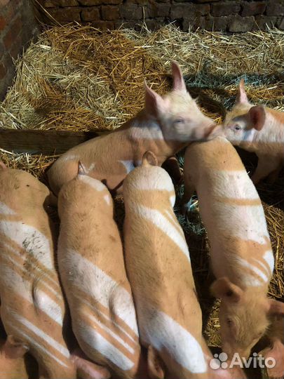 С/х животные